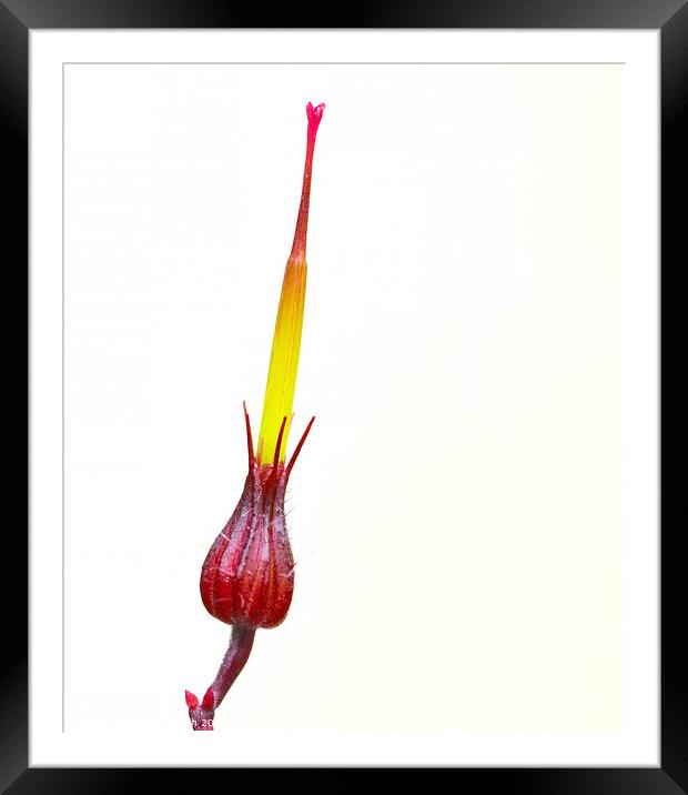 Beautiful Weeds Framed Mounted Print by Philip Gough