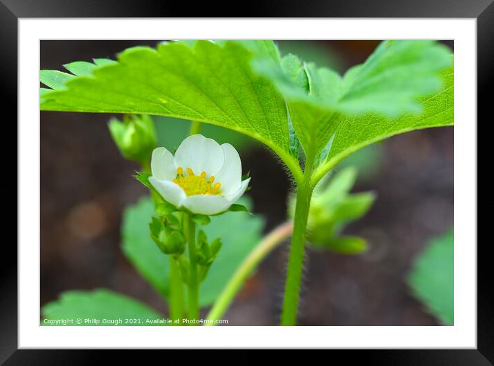 Strawberry blossom leaves Framed Mounted Print by Philip Gough