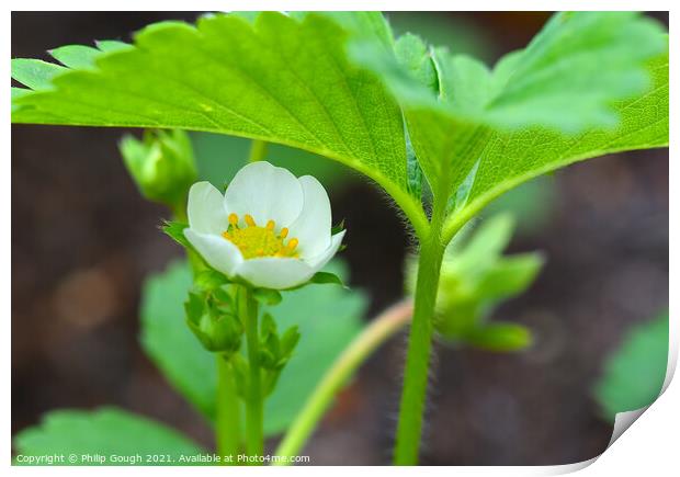 Strawberry blossom leaves Print by Philip Gough