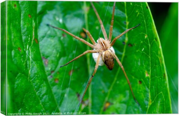 Nursery Web Spider with Sack Canvas Print by Philip Gough