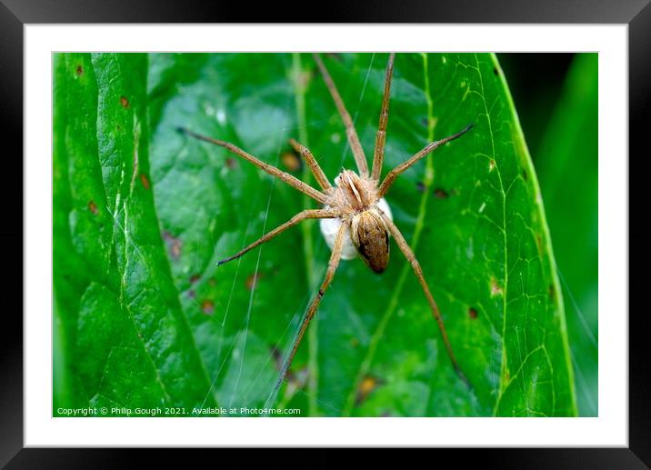Nursery Web Spider with Sack Framed Mounted Print by Philip Gough