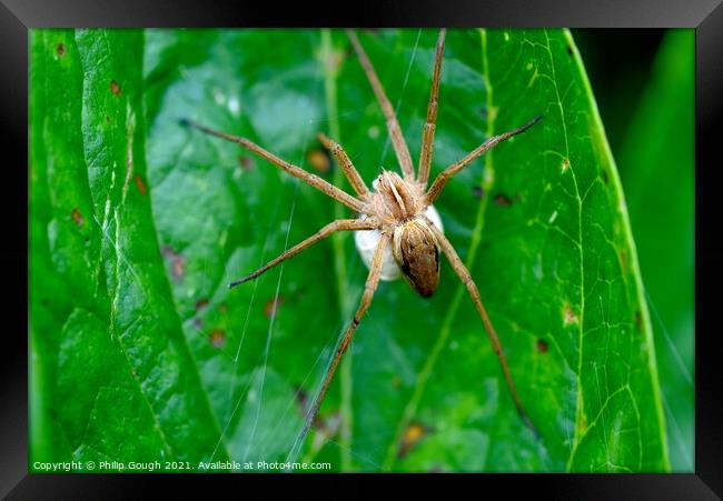 Nursery Web Spider with Sack Framed Print by Philip Gough