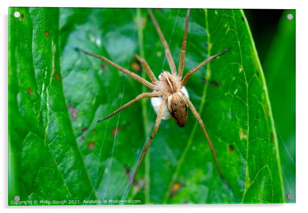 Nursery Web Spider with Sack Acrylic by Philip Gough