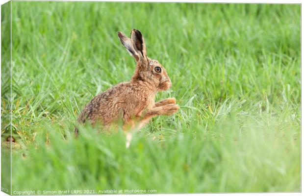 Wild hare close up washing paws Canvas Print by Simon Bratt LRPS