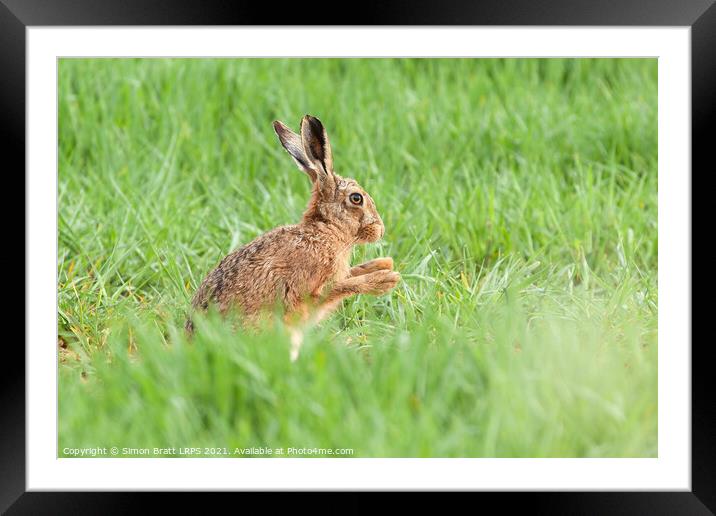 Wild hare close up washing paws Framed Mounted Print by Simon Bratt LRPS