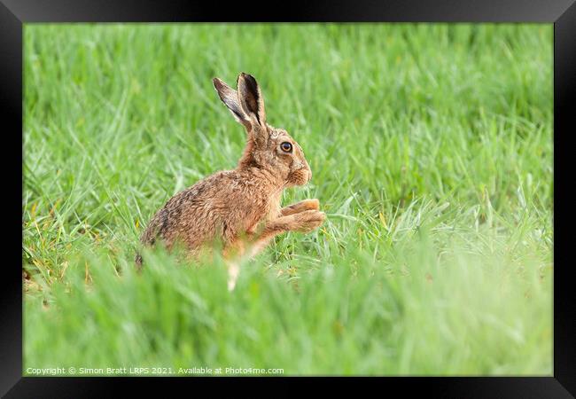 Wild hare close up washing paws Framed Print by Simon Bratt LRPS