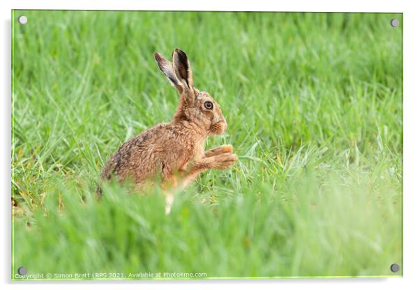 Wild hare close up washing paws Acrylic by Simon Bratt LRPS