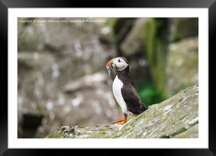 Atlantic Puffin with Sandeel catch Framed Mounted Print by Howard Kennedy