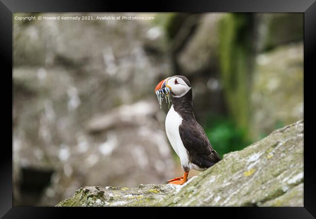 Atlantic Puffin with Sandeel catch Framed Print by Howard Kennedy