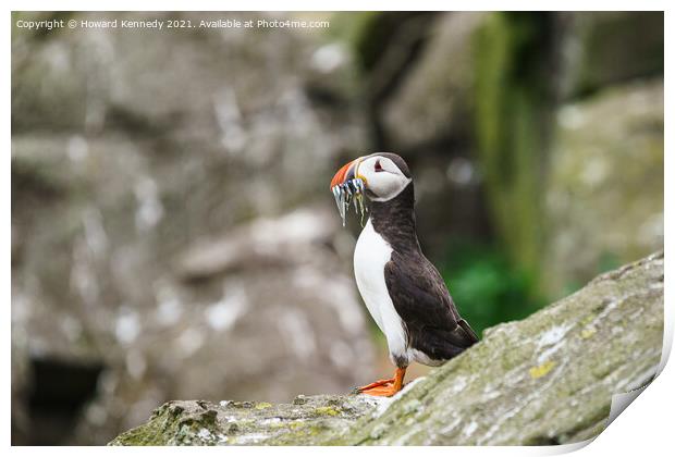 Atlantic Puffin with Sandeel catch Print by Howard Kennedy