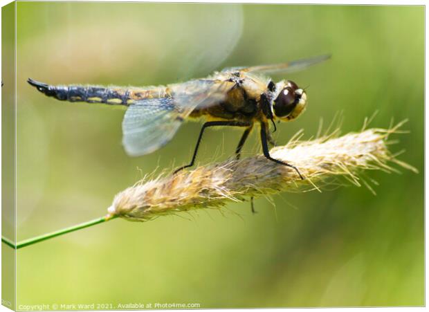 Dragonfly perched with wings outstretched. Canvas Print by Mark Ward