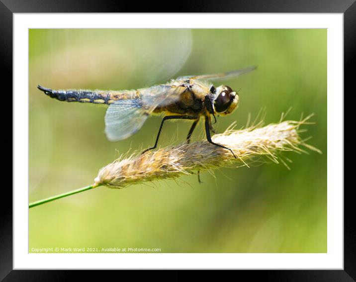Dragonfly perched with wings outstretched. Framed Mounted Print by Mark Ward