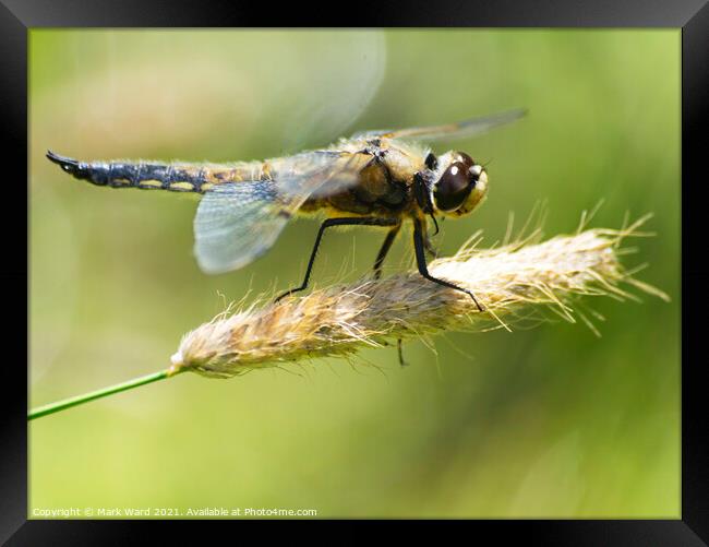 Dragonfly perched with wings outstretched. Framed Print by Mark Ward