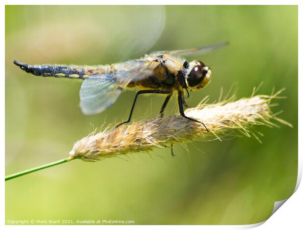 Dragonfly perched with wings outstretched. Print by Mark Ward