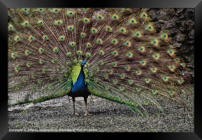 Peacock with full fan tail Framed Print by Sharon Cocking