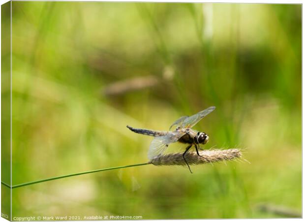 Dragonfly in the Country Canvas Print by Mark Ward