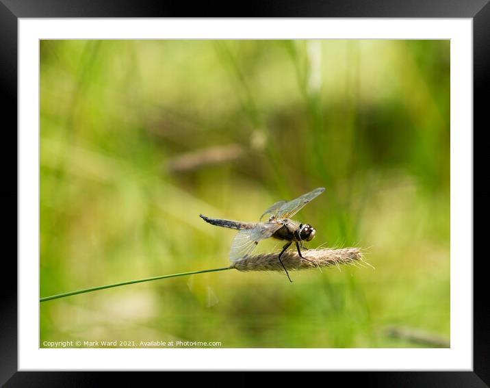 Dragonfly in the Country Framed Mounted Print by Mark Ward