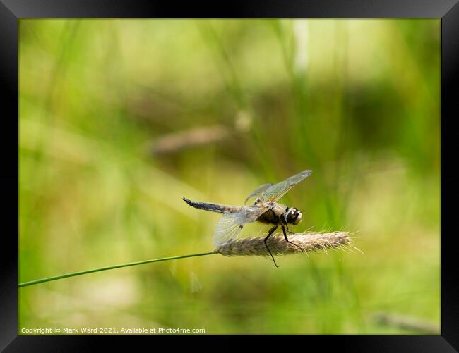 Dragonfly in the Country Framed Print by Mark Ward