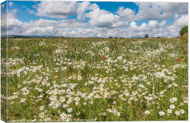 Ox Eye Daisies and Poppies Canvas Print by Richard Laidler