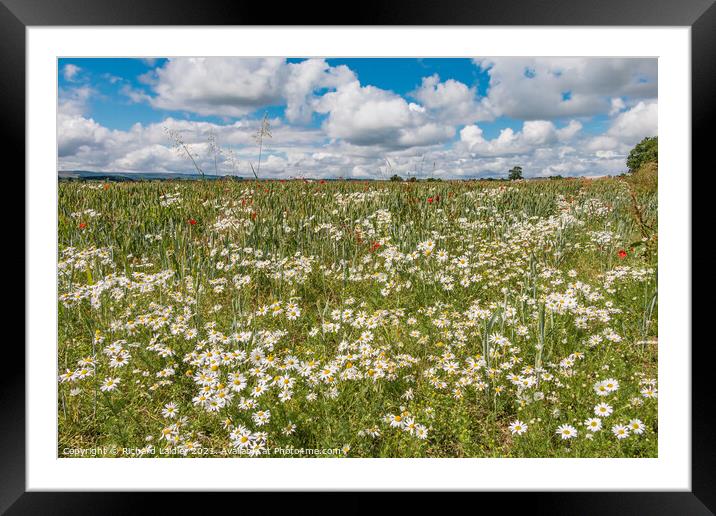 Ox Eye Daisies and Poppies Framed Mounted Print by Richard Laidler