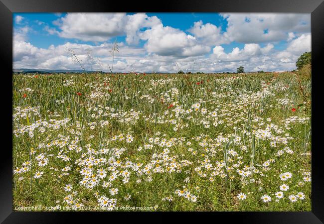 Ox Eye Daisies and Poppies Framed Print by Richard Laidler