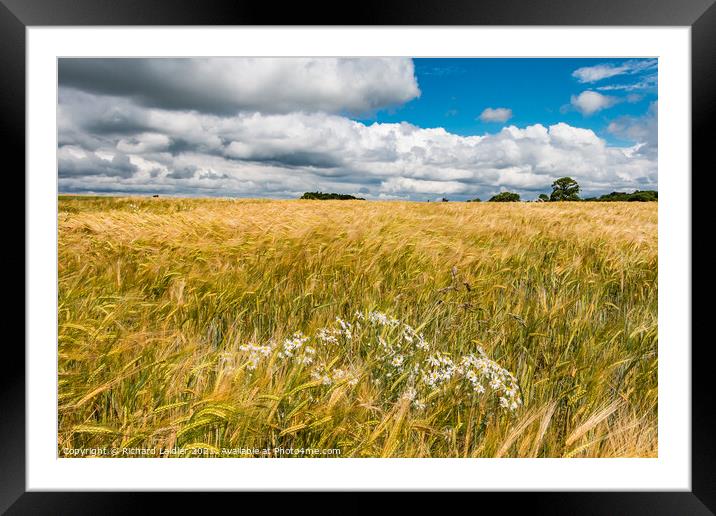 Barley and Ox-Eyes Framed Mounted Print by Richard Laidler