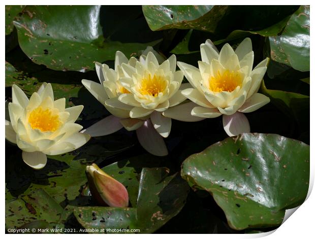 Golden Water Lily Print by Mark Ward
