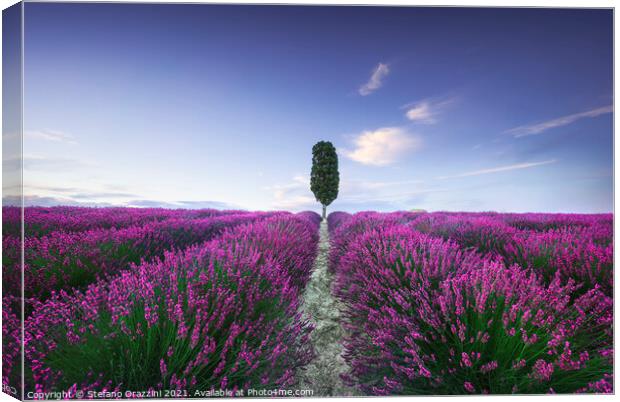 Lavender fields and cypress tree. Tuscany, Italy Canvas Print by Stefano Orazzini