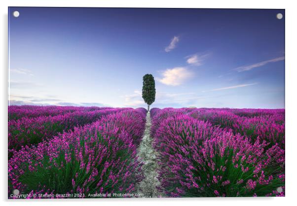 Lavender fields and cypress tree. Tuscany, Italy Acrylic by Stefano Orazzini