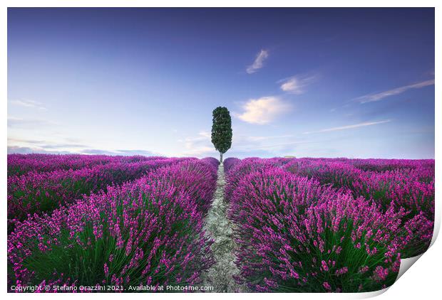 Lavender fields and cypress tree. Tuscany, Italy Print by Stefano Orazzini