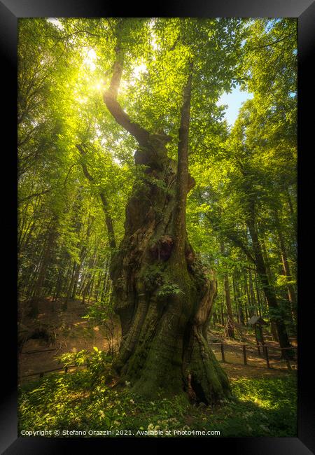 Secular chestnut tree in Casentino forest. Tuscany Framed Print by Stefano Orazzini