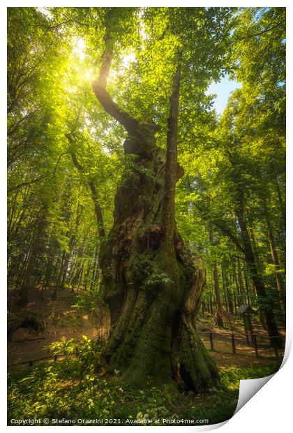 Secular chestnut tree in Casentino forest. Tuscany Print by Stefano Orazzini