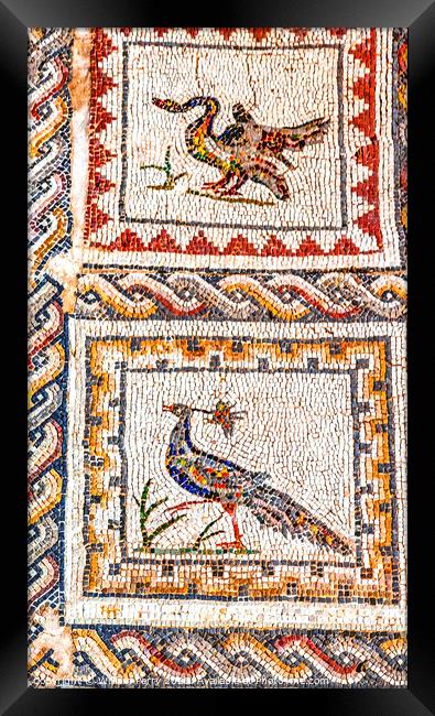 Colorful Ancient Birds Mosaic Italica Roman City Seville Andalus Framed Print by William Perry