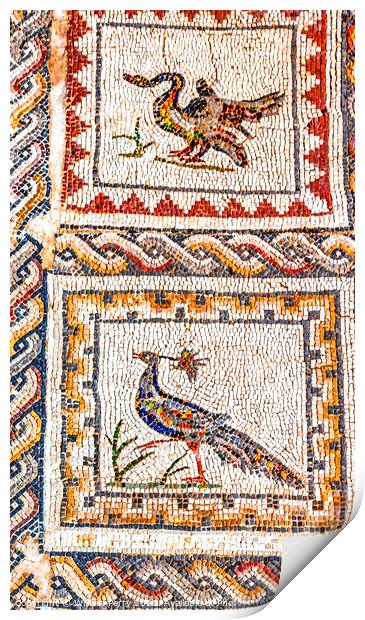 Colorful Ancient Birds Mosaic Italica Roman City Seville Andalus Print by William Perry