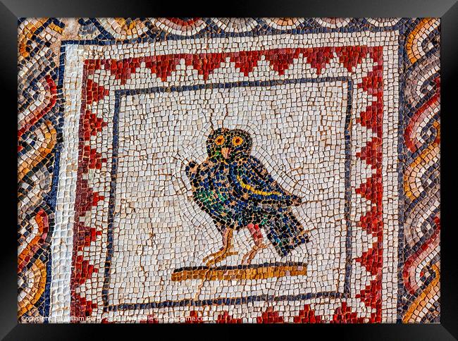 Colorful Ancient Owl Bird Mosaic Italica Roman City Seville Spain Framed Print by William Perry