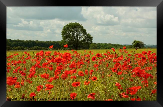 summer poppies Framed Print by Simon Johnson