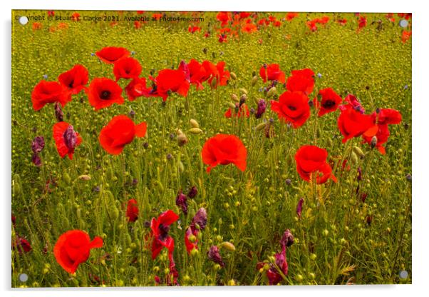 Poppies Acrylic by Stuart C Clarke