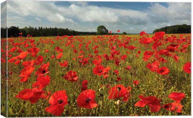 Cotswold Poppies Canvas Print by Simon Johnson