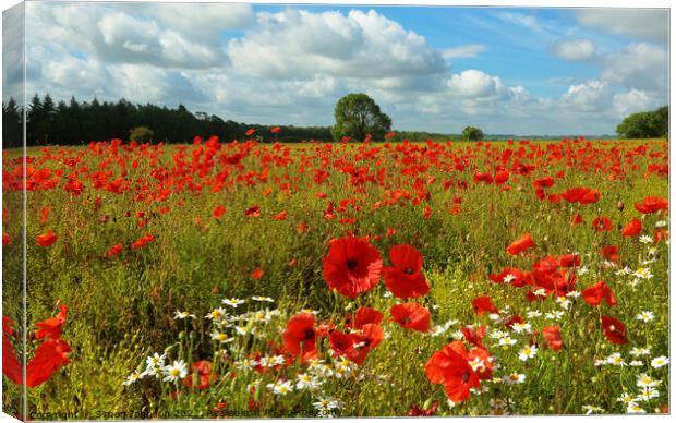 Summer poppies and daisys Canvas Print by Simon Johnson