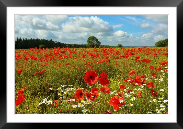 Summer poppies and daisys Framed Mounted Print by Simon Johnson