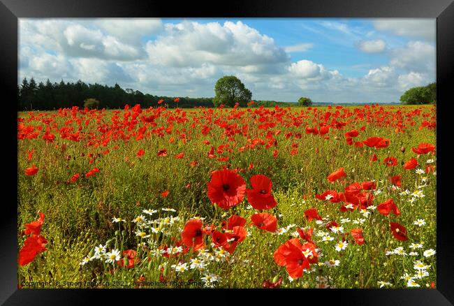 Summer poppies and daisys Framed Print by Simon Johnson