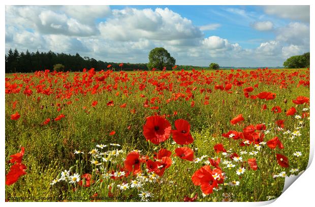 Summer poppies and daisys Print by Simon Johnson