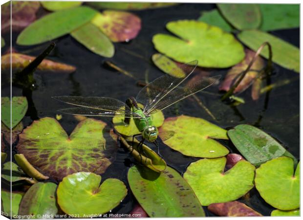 Large Green Dragonfly Canvas Print by Mark Ward