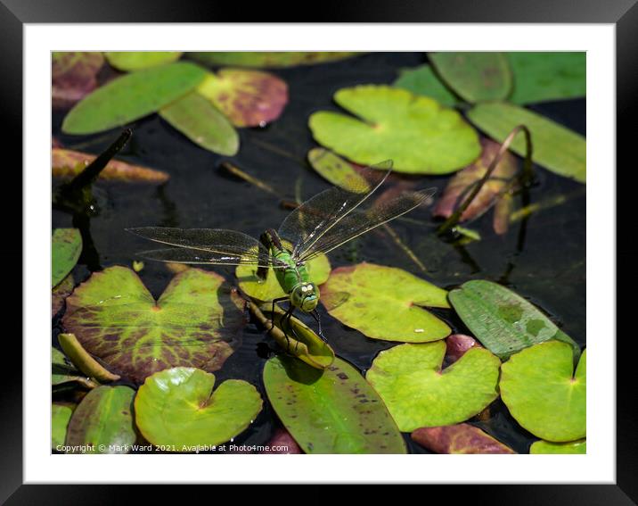 Large Green Dragonfly Framed Mounted Print by Mark Ward