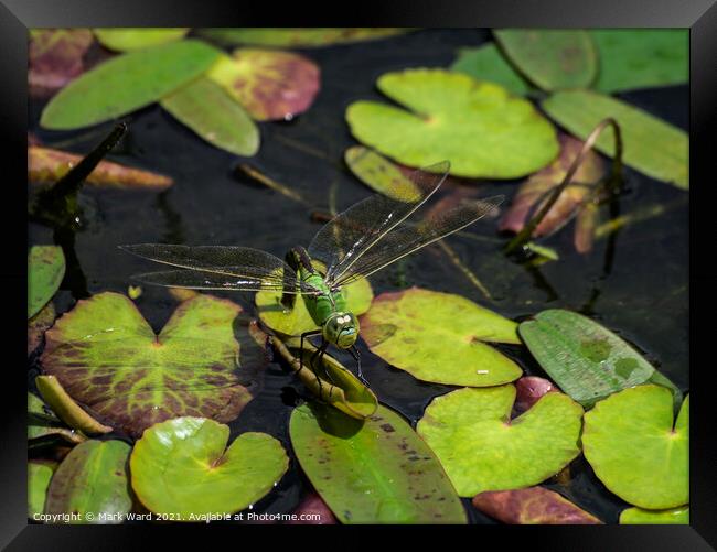 Large Green Dragonfly Framed Print by Mark Ward