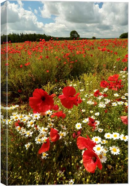 Summer poppies Cotswolds Canvas Print by Simon Johnson