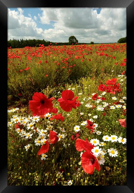 Summer poppies Cotswolds Framed Print by Simon Johnson