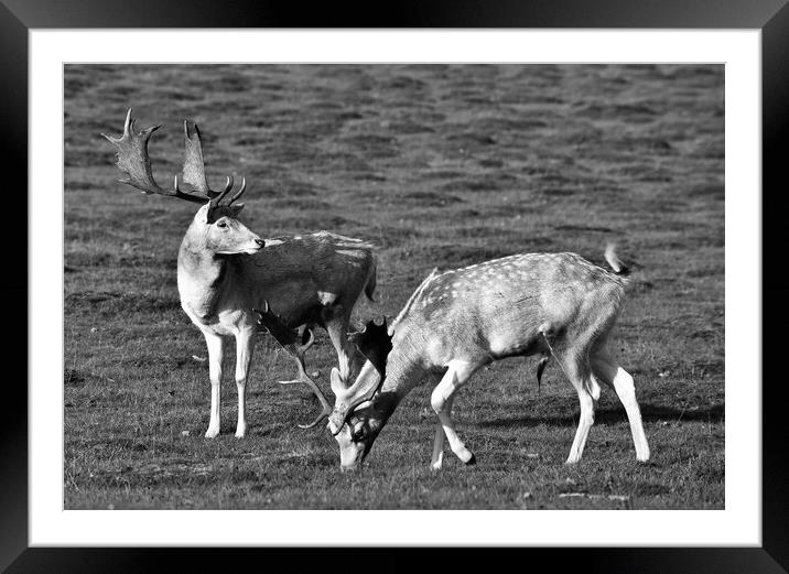 Knole park deer Framed Mounted Print by stuart bingham