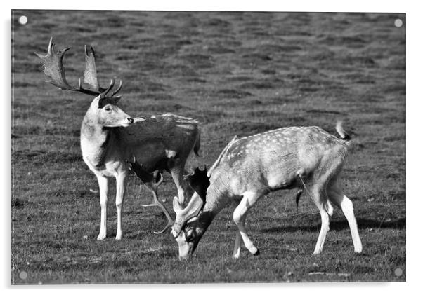 Knole park deer Acrylic by stuart bingham