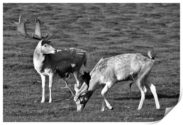 Knole park deer Print by stuart bingham
